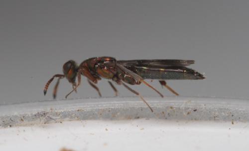 Cleonymus sp.